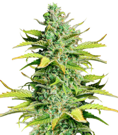 Smoothie Auto fem (FastBuds) семена конопли