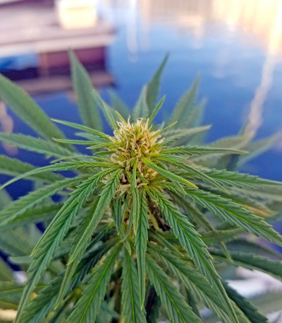 Strawberry Amnesia fem (Dinafem Seeds) семена конопли