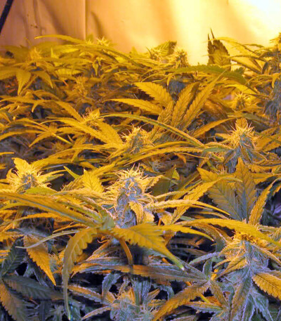 Thai Fantasy fem (Kannabia Seed Company) семена конопли