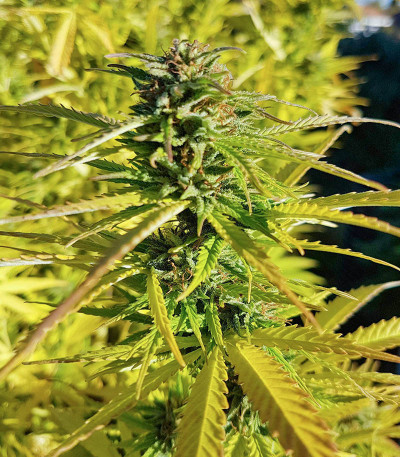 Tropic Punch fem (Heavyweight Seeds) семена конопли