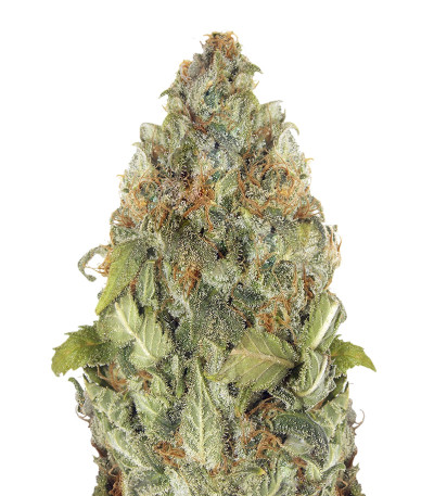 Vision Critical Auto Fem (Vision Seeds) семена конопли