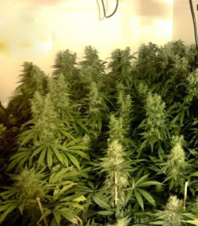 Dieseltonic fem семена конопли (Resin Seeds)