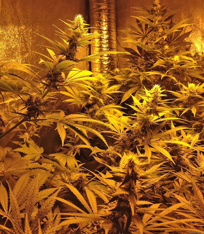 Crazy Miss Hyde fem (Samsara Seeds) семена конопли