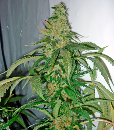 Hashberry reg (Mandala Seeds) семена конопли
