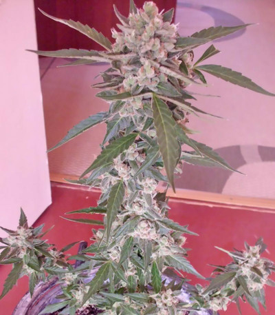 Niagara Auto fem (Doctor’s Choice) семена конопли