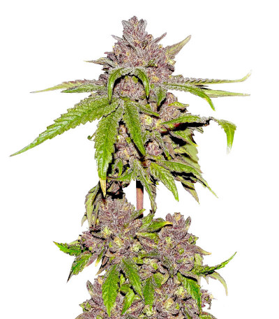 Papaya Sherbet fem (FastBuds) семена конопли