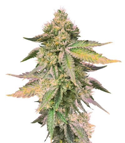 RS 11 x Banana OG fem от Barney's Farm семена конопли