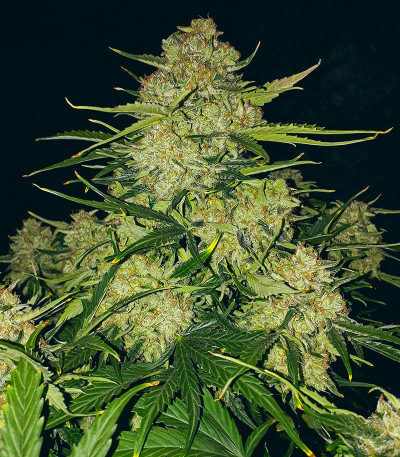 Apollo F1 Auto fem (RQS) семена конопли