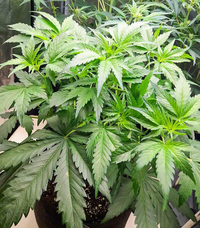 Green Gelato Automatic fem (RQS) семена конопли