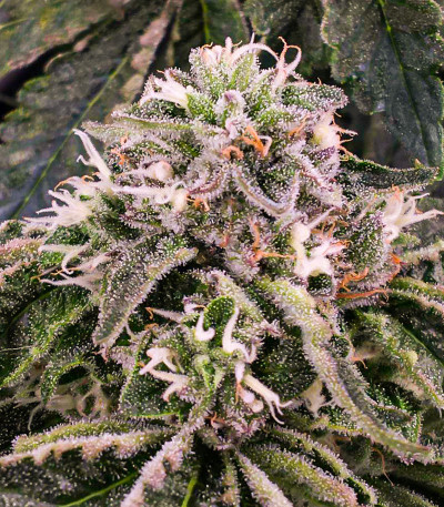 Candy House fem (UKHTA) семена конопли