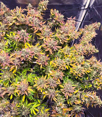 Chem Cookies fem (AlphaFem Seeds) семена конопли