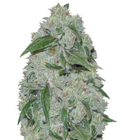 Chronic Ryder Auto fem (Doctor’s Choice) семена конопли