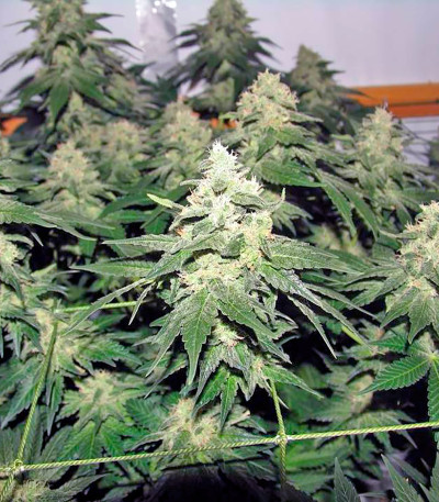 Chronic fem (Serious Seeds) семена конопли
