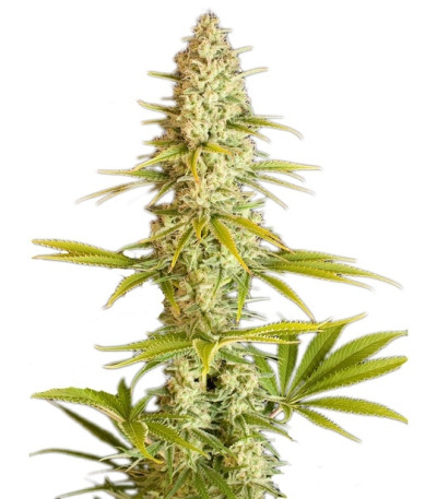 Critical Jack fem (Dinafem Seeds) семена конопли