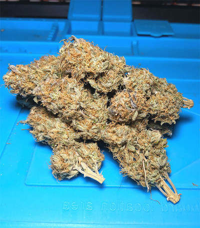 Sugar Bomb Punch fem (Dutch Passion) семена конопли