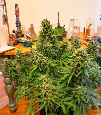 West Coast O.G. Auto fem (FastBuds) семена конопли