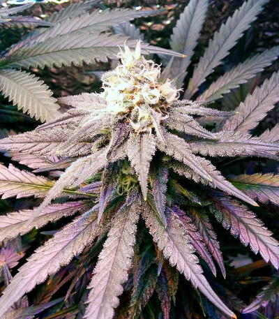 Fruit Punch fem семена конопли