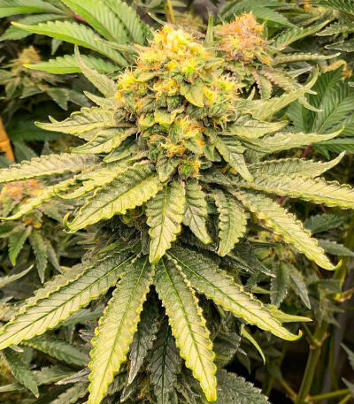 Watermelon Zkittlez Fast Version fem (Easy Grow Seeds) семена конопли