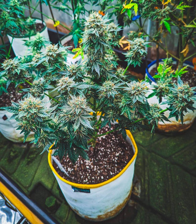 Black Orchid fem (Original Sensible Seeds) семена конопли