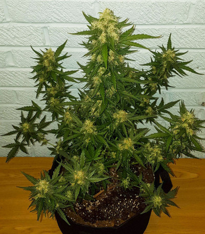 C4 auto fem семена конопли