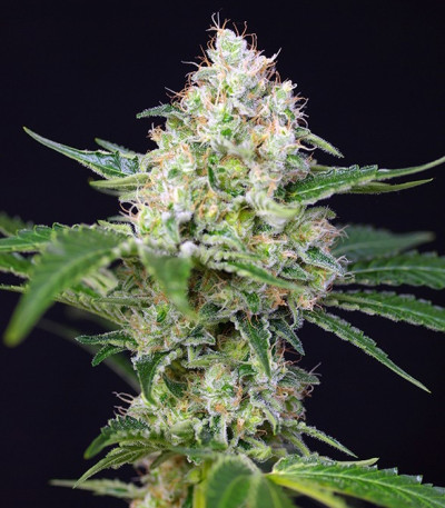 Crystal Candy fem (Sweet Seeds) семена конопли