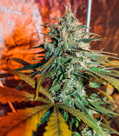 Сорт марихуаны Masterkush