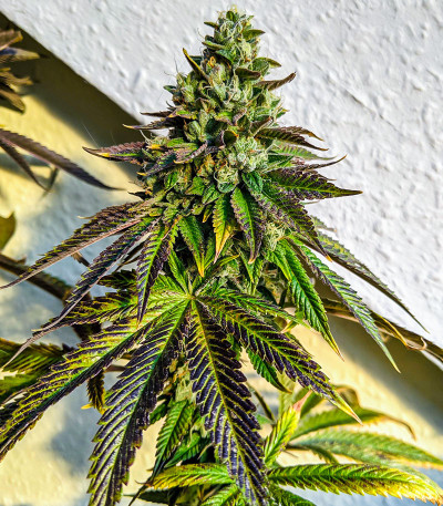 Meringue fem (Dutch Passion) семена конопли