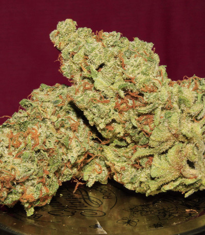 Original Afghan Kush Auto fem (FastBuds) семена конопли