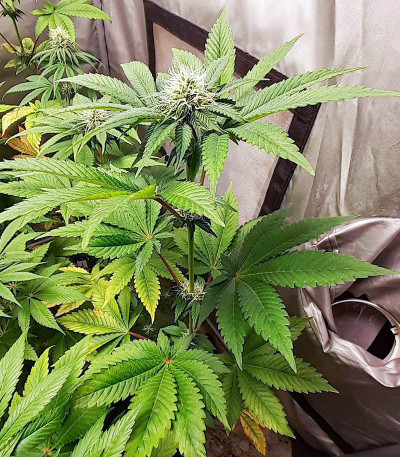 Shogun fem (Royal Queen Seeds) семена конопли