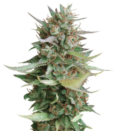 Sativa Pure Origin Collection 8 (World of Seeds) микс семян конопли