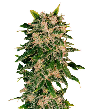 Sweet Zenzation XL Auto fem (Sweet Seeds) семена конопли