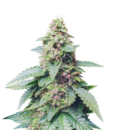 Wedding Cheesecake Auto fem (FastBuds) семена конопли