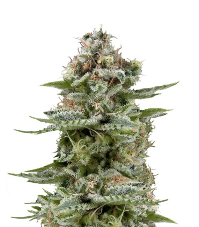 White Widow Auto fem (Trikoma Seeds) семена конопли