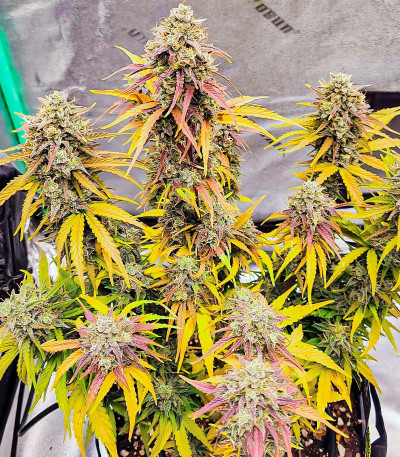 Amnesia Zkittlez Auto fem (FastBuds) семена конопли