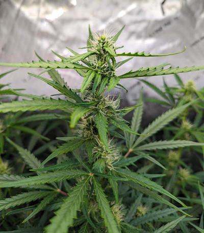 Fat Bastard Auto fem семена конопли