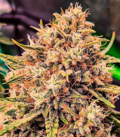 10TH Planet R1 fem (Ethos Genetics) семена конопли