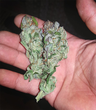 Auto Blueberry Banana fem (Anesia Seeds) семена конопли