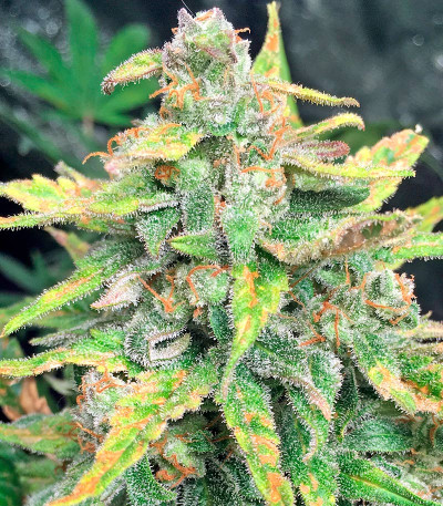 Bubba Cheese Auto fem (Humboldt Seeds) семена конопли