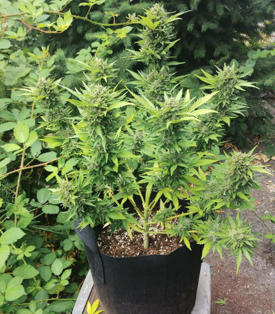 Gelato Auto fem (FastBuds) семена конопли