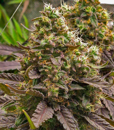 Lemon Cherry Gelato fem от Barney's Farm семена конопли