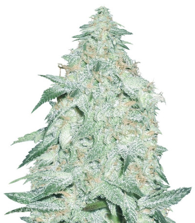 Pickled Diesel Auto Flowering fem (Dr. Krippling Seeds) семена конопли