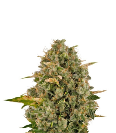 Royal Moby fem (Royal Queen Seeds) семена конопли