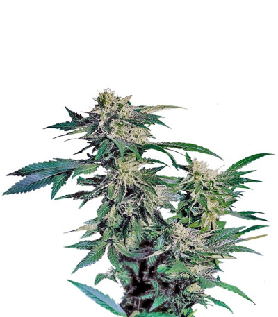 Skunk Kush fem (Sensi Seeds) семена конопли