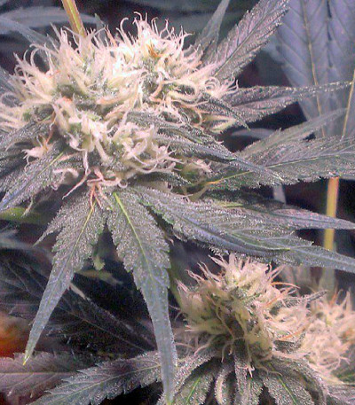 Snow White (Big Bud) fem (Nirvana Seeds) семена конопли
