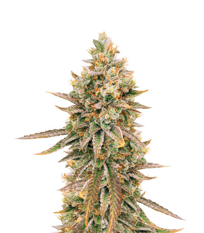 Sugar Bomb Punch fem (Dutch Passion) семена конопли