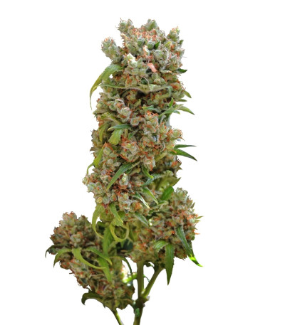 White Spanish fem (VIP seeds) семена конопли