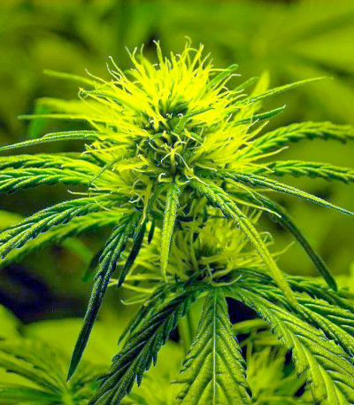 White Domina fem (Kannabia Seed Company) семена конопли