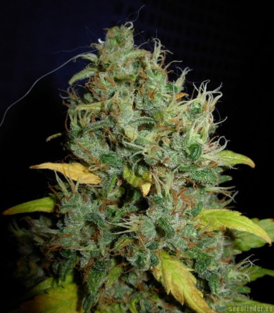 White Widow x Big Bud fem (Female Seeds) семена конопли