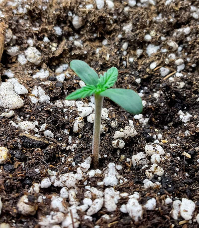 GMO fem (Barney's Farm) семена конопли