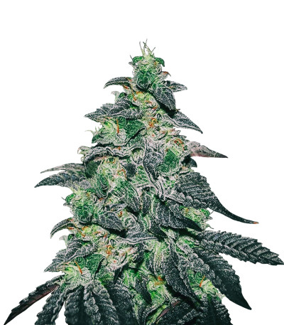 Golosa fem (Delicious Seeds) семена конопли